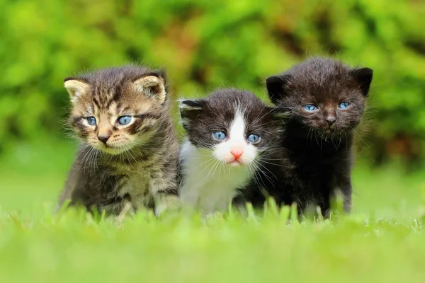 Τρία χαριτωμένα γατάκια — Φωτογραφία Αρχείου