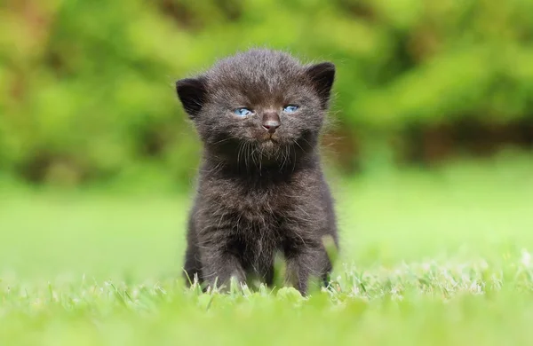 Angry black kitty — Stock Photo, Image