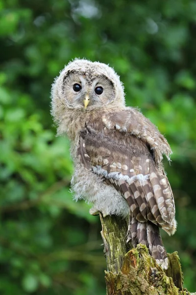 Coruja tawny bonito — Fotografia de Stock