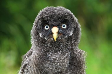 Strix nebulosa portre