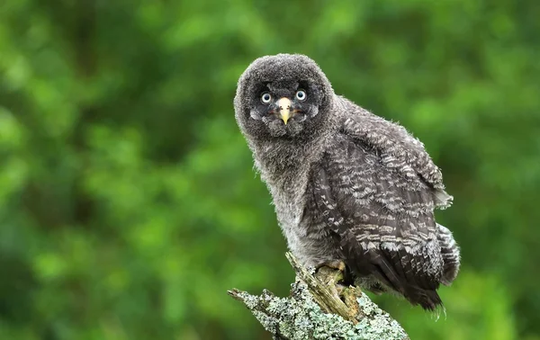 Μωρό Strix nebulosa — Φωτογραφία Αρχείου