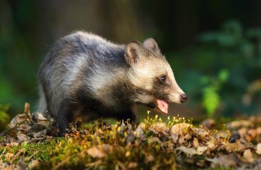 Rakun köpek çiğneme