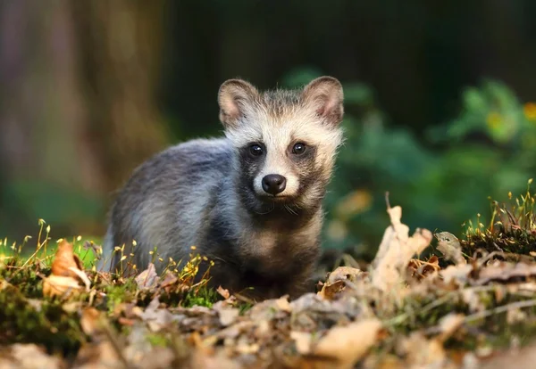 Beautiful baby raccoon dog