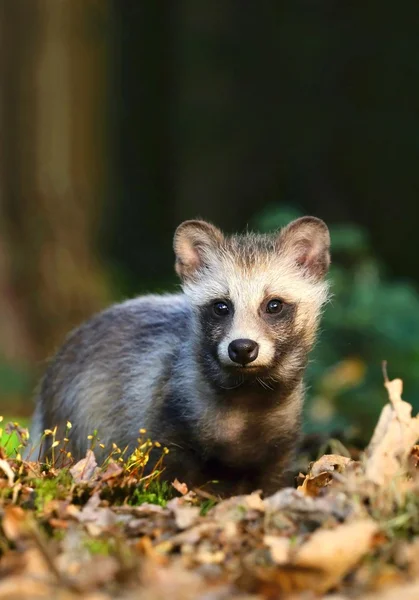 Chien raton laveur en forêt — Photo