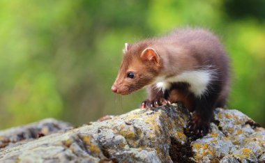 Taş üzerinde şirin sansar