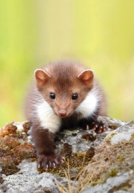 Sevimli genç sansar