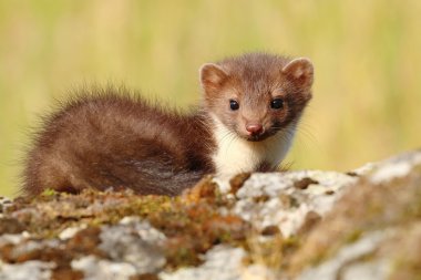 Sansar yosunlu kayanın üzerine