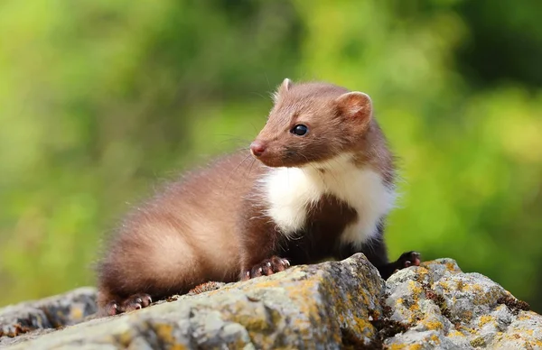 Adorable marten on stone — Stock Photo, Image