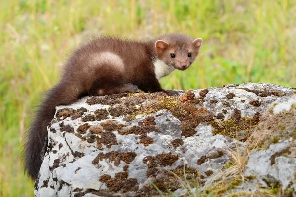 Sansar Martes foina — Stok fotoğraf