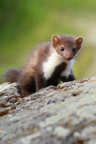 Marten on rock — Stock Photo, Image