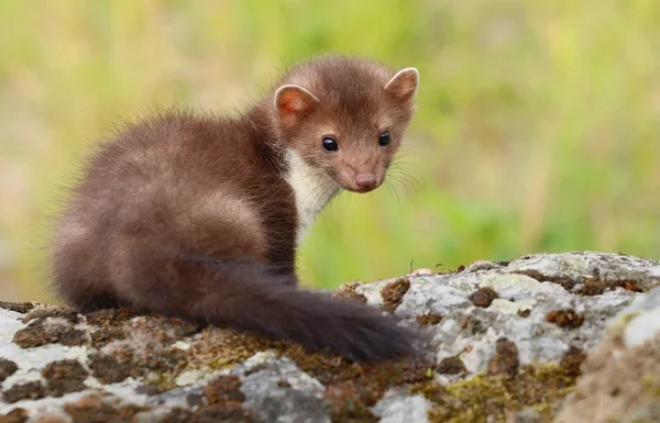 Cub άγριων κουνάβι — Φωτογραφία Αρχείου