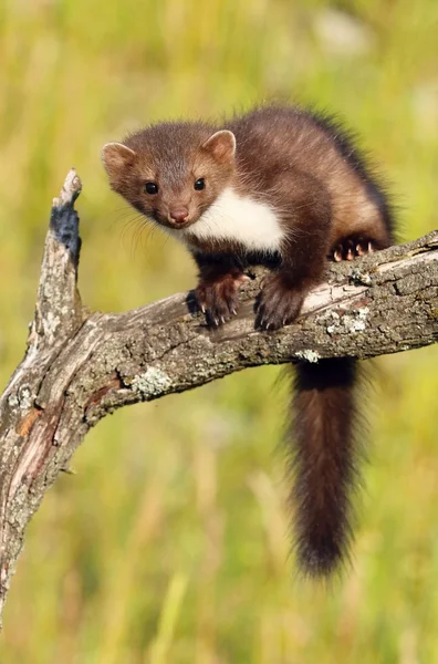 Cute marten on branch — Stock Photo, Image