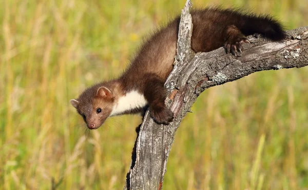 Marten on branch — Stock Photo, Image