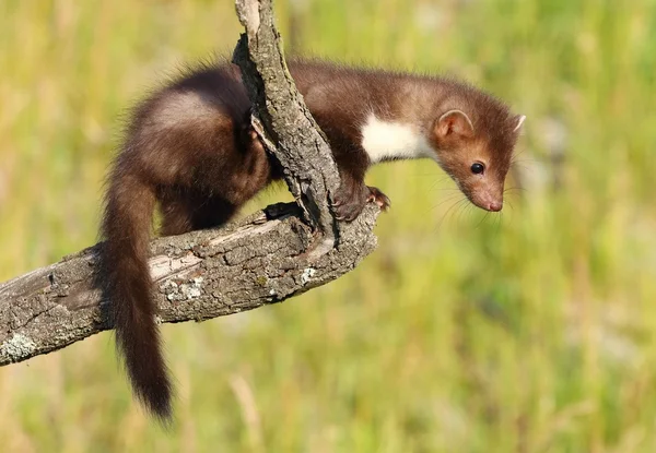 Young marten climbing — Stok Foto