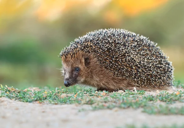 かわいいハリネズミのアダルト — ストック写真