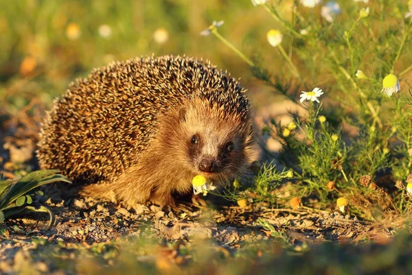 かわいいハリネズミのカモミールで — ストック写真