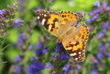 Süslü kelebek Vanessa cardui