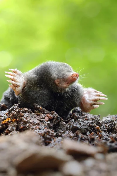 Black mole on molehill — Stock Photo, Image