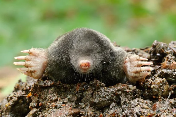 Nice black mole — Stock Photo, Image
