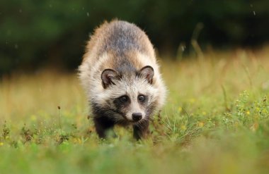 Rakun köpek yağmurda