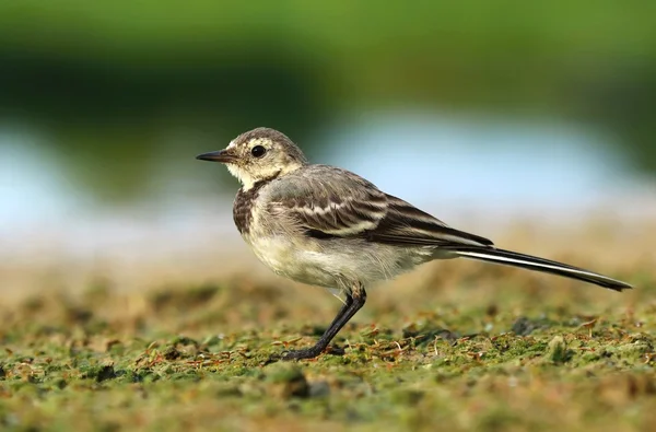 Young white wagtail — Stock Photo, Image