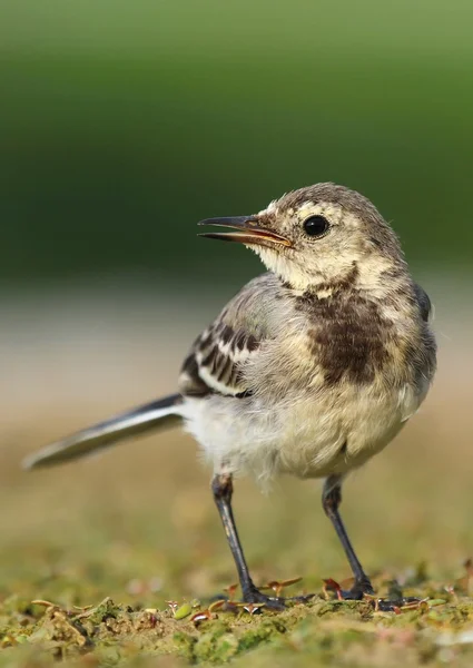 White wagtail detail — Stock Photo, Image