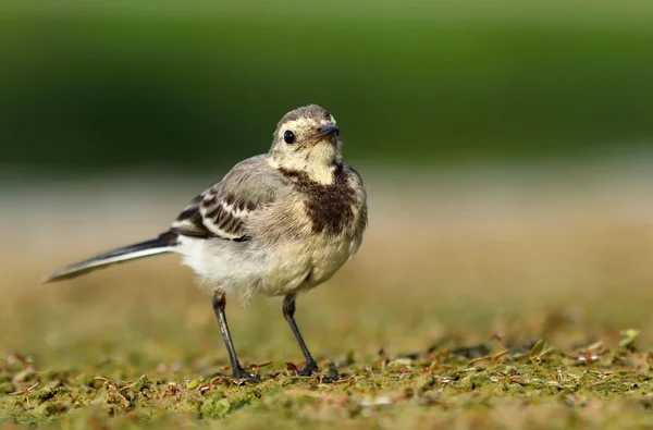 Adorable white wagtail — Stock Photo, Image