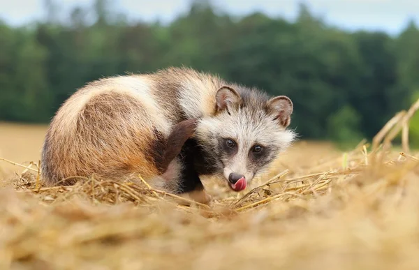 Raccoon doggy licking — Stock Photo, Image