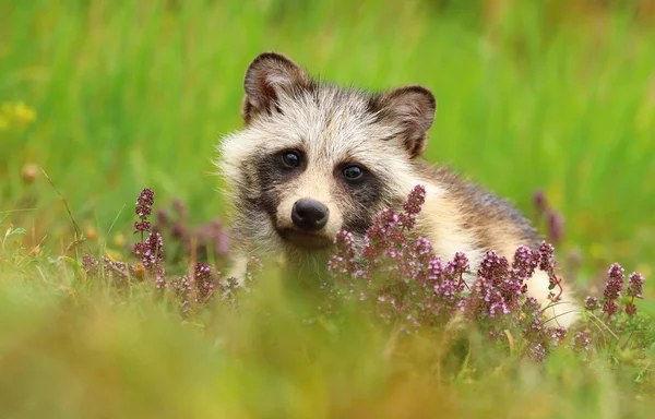 라벤더에 귀여운 너구리 강아지 — 스톡 사진