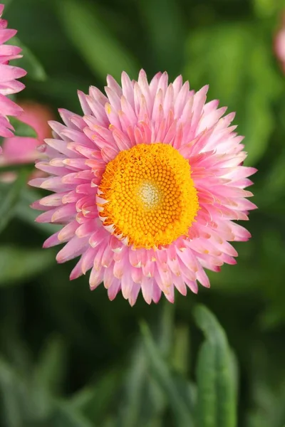 Kwitnący Różowy Kwiat Truskawki Kserochrysum Bracteatum — Zdjęcie stockowe