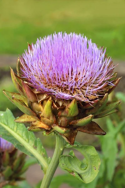 Healing Vegetable Artichoke Cynara Scolymus Blooming — Stock Photo, Image