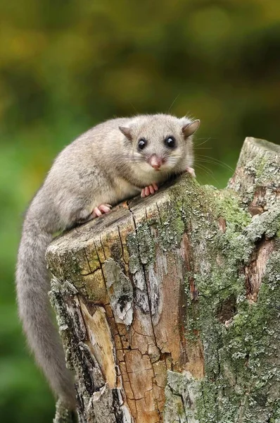 Adorável Gordura Dormouse Glis Glis — Fotografia de Stock