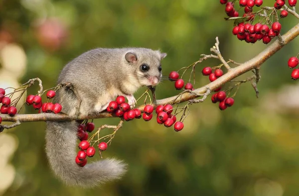 Fette Siebenschläfer Glis Glis Auf Zweig Von Weißdorn — Stockfoto