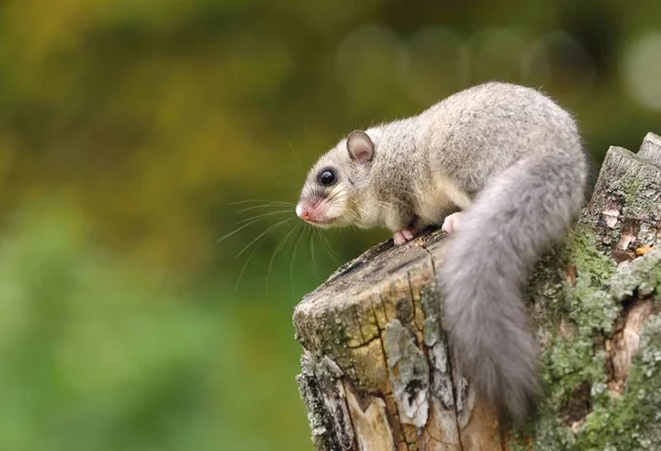 Sevimli Şişman Fındık Faresi Glis Glis — Stok fotoğraf