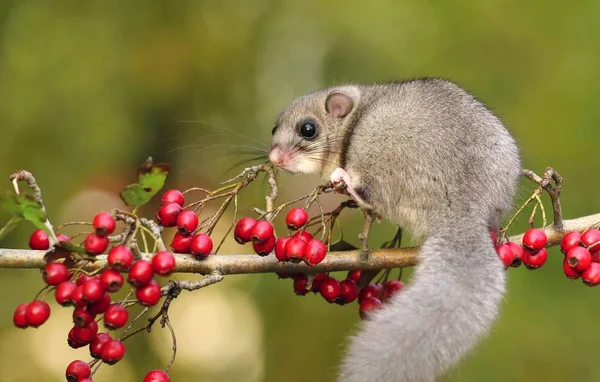 Grasso Ghiro Glis Glis Ramo Biancospino — Foto Stock