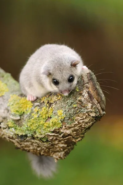 Uroczy Tłuszcz Dormouse Glis Glis Gałęzi — Zdjęcie stockowe