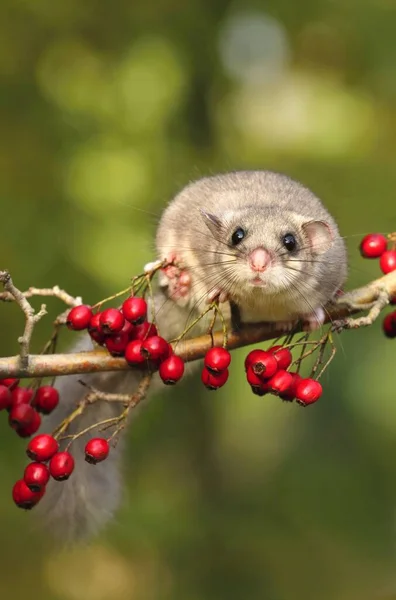 Tłuszcz Dormouse Glis Glis Gałęzi Głogu — Zdjęcie stockowe