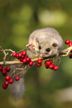 Hawthorn 'un dalında şişman fındık faresi Glis parıltısı