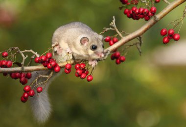 Hawthorn 'un dalında şişman fındık faresi Glis parıltısı