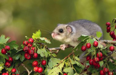 Hawthorn 'un dalında şişman fındık faresi Glis parıltısı