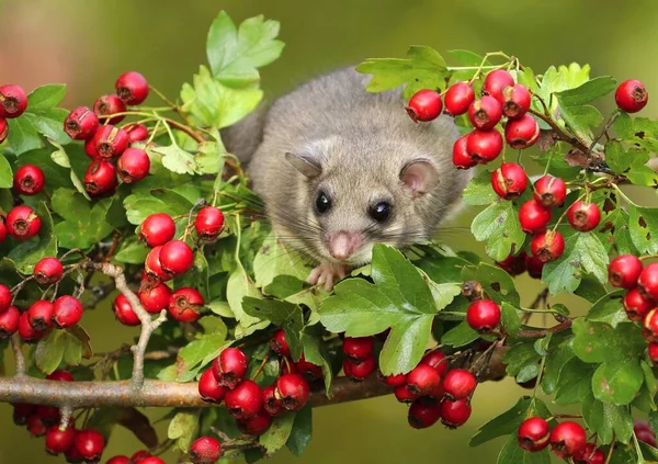 Fette Siebenschläfer Glis Glis Auf Zweig Von Weißdorn — Stockfoto