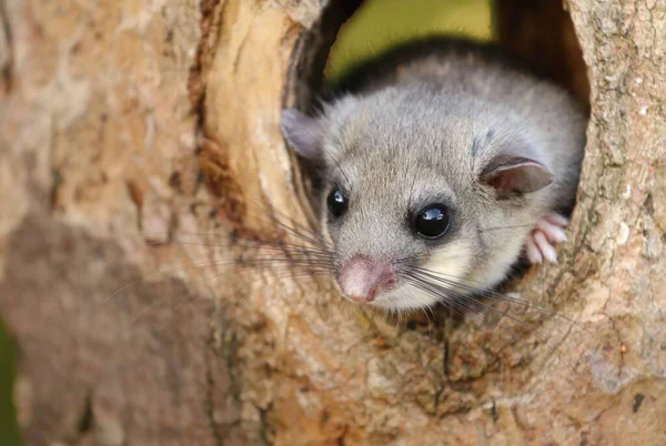 Entzückender Fetter Siebenschläfer Glis Glis Baumstammhöhle — Stockfoto