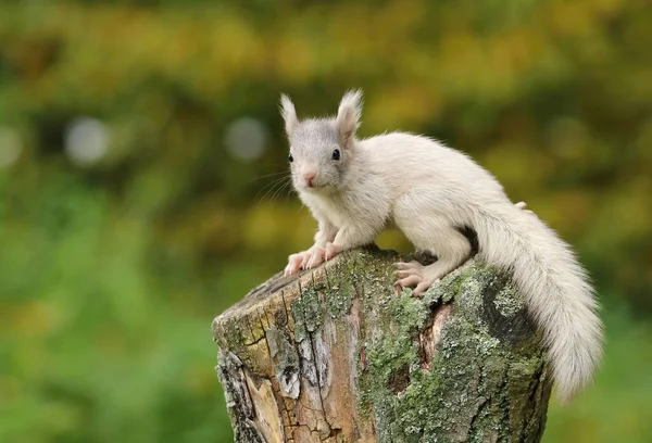 Çok Nadir Bulunan Renkli Sincap Sciurus Vulgaris — Stok fotoğraf