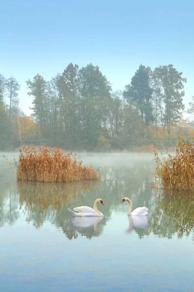 Романтическая Парочка Немых Лебедей Туманном Пруду — стоковое фото