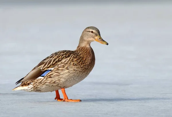 Pato Salvaje Anas Platyrhynchos Hembra —  Fotos de Stock