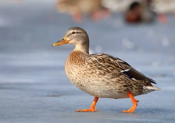 Pato Salvaje Anas Platyrhynchos Hembra — Foto de Stock