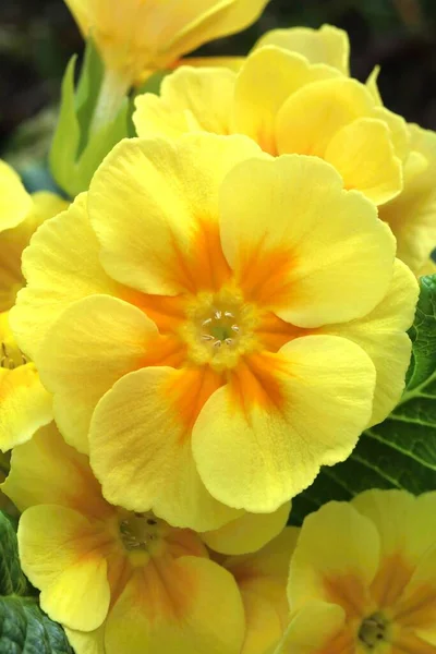 Beautiful Common Primrose Primula Vulgaris — Stock Photo, Image