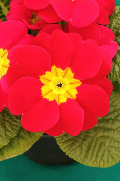 Beautiful Common Primrose Primula Vulgaris — Stock Photo, Image