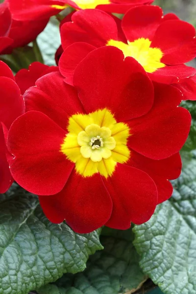 美丽的普通报春花Primula Vulgaris — 图库照片
