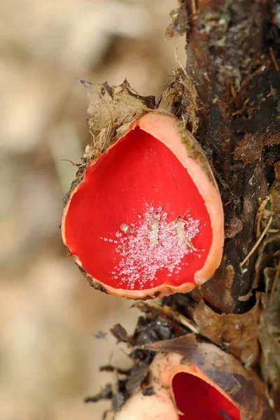 Interesting Mushroom Scarlet Elf Cup Sarcoscypha Coccinea — Stock Photo, Image